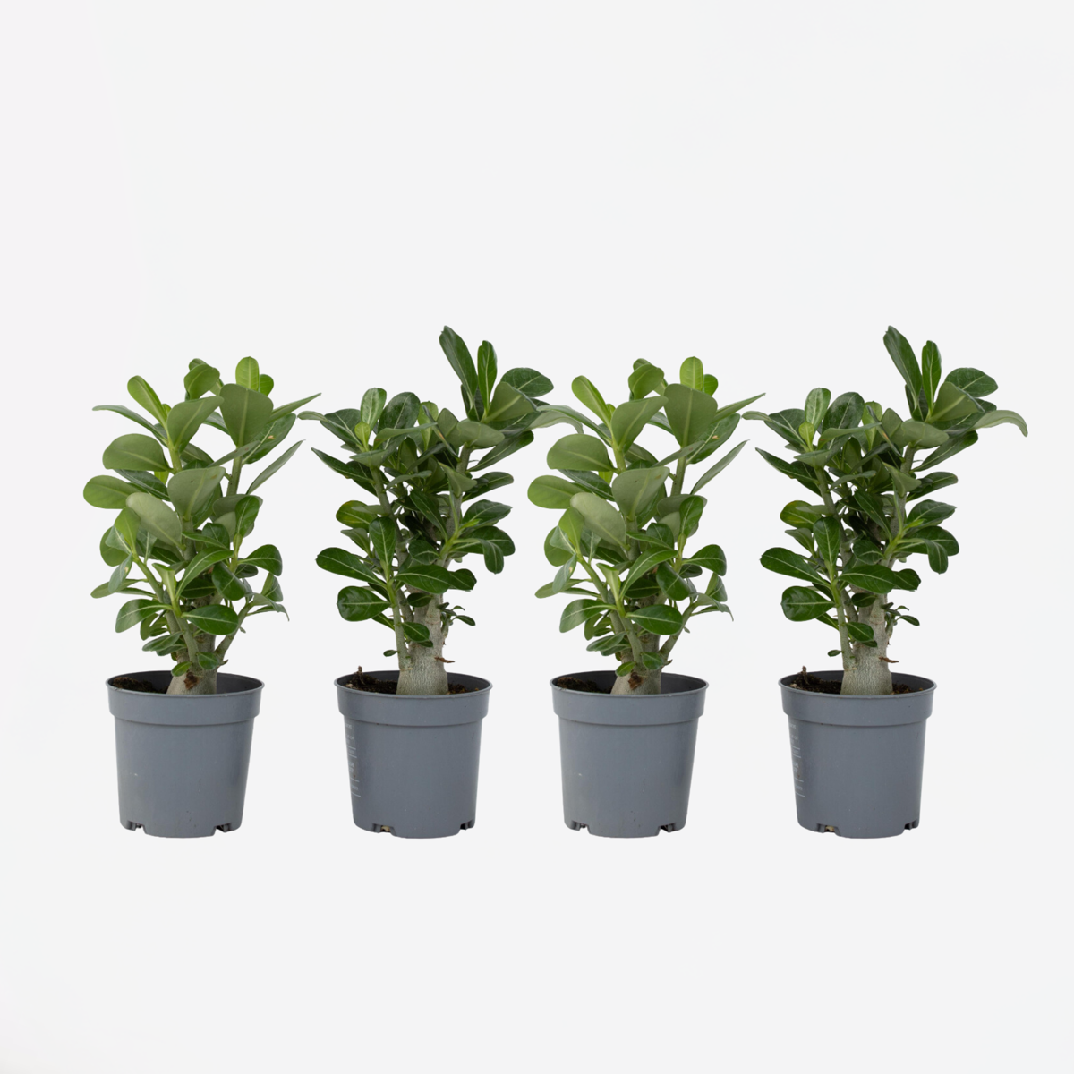Adenium obesum - Set van 4 - Woestijnroos