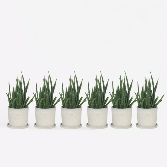 Aloë Vera - Set van 6 - Vetplant