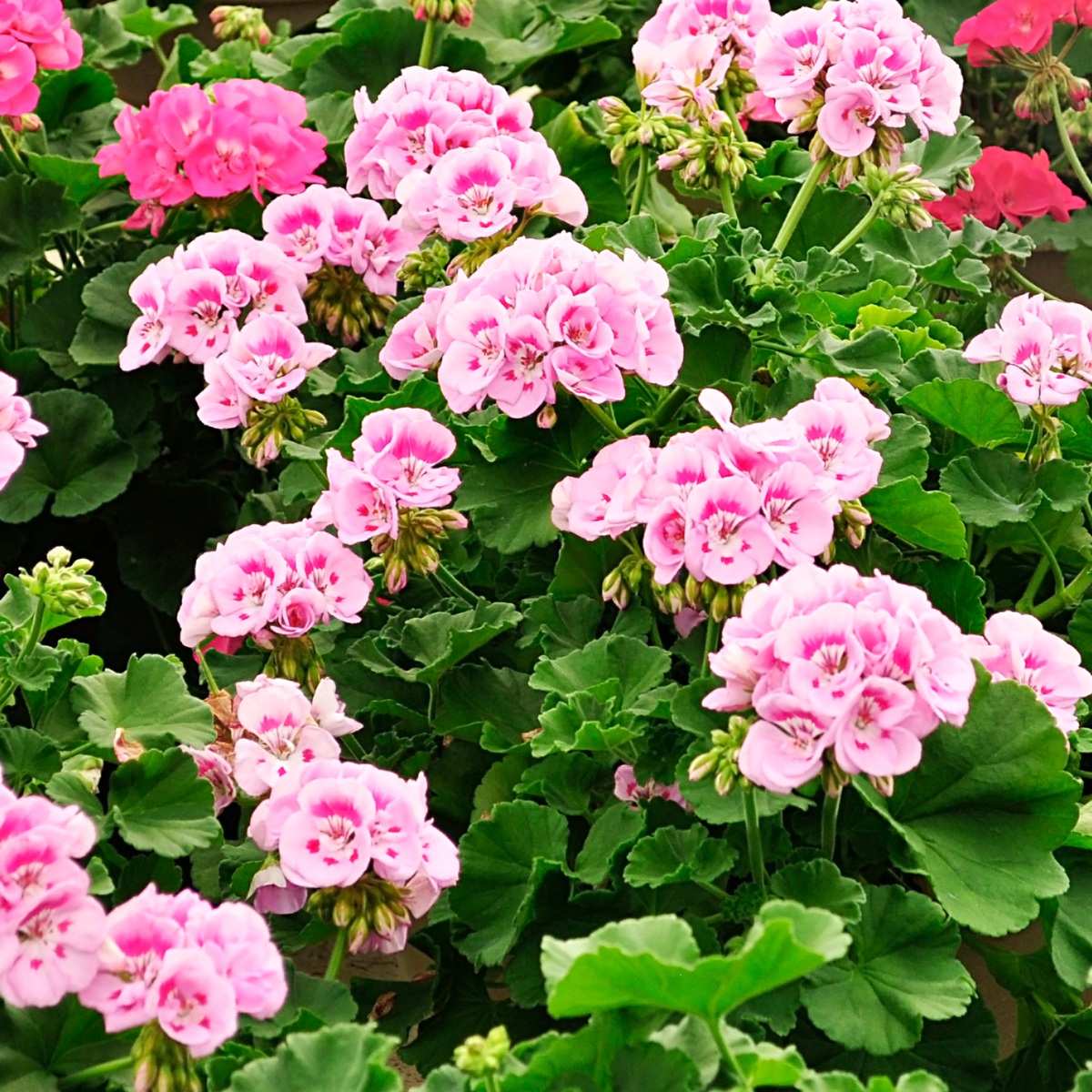 Pelargonium Capitatum 'anti-muggenplant' - 3 stuks