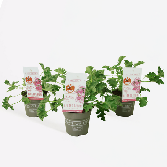 Pelargonium Capitatum 'anti-muggenplant' - 3 stuks