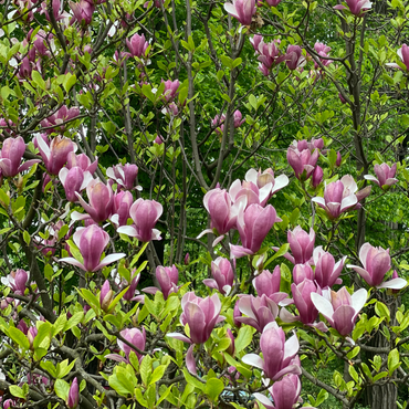 Magnolia Susan - Set van 3 - Paarse bloemen