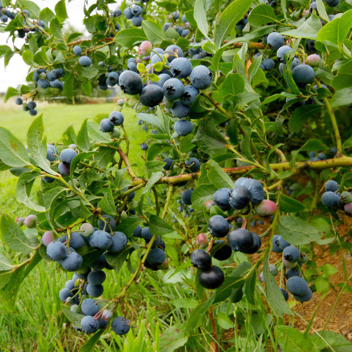 Blauwe bes - Set van 3 - Bessenplant