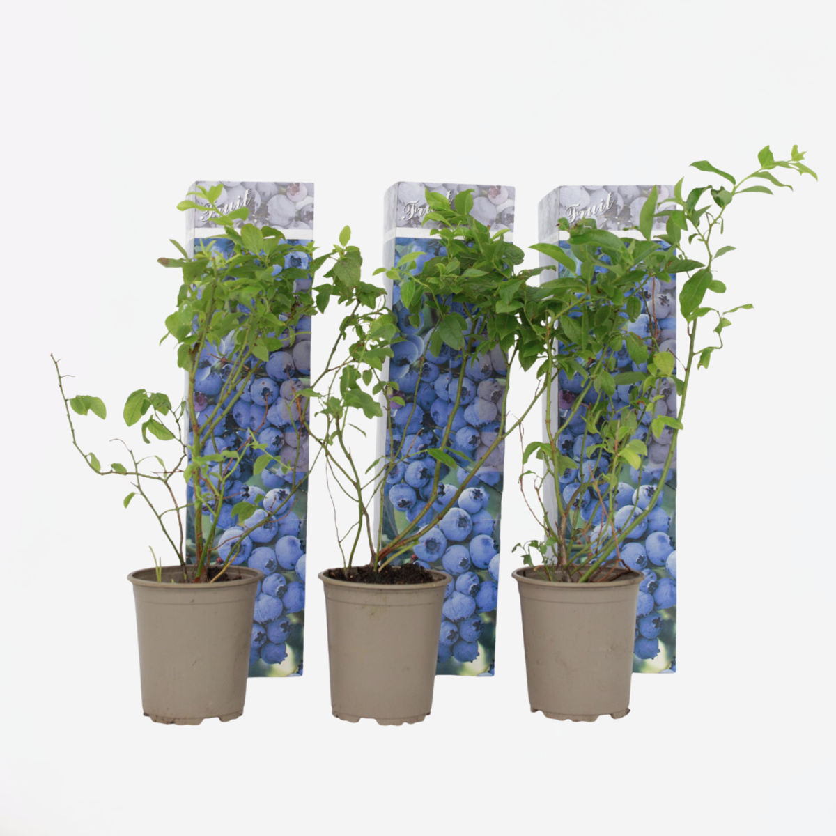 Blauwe bes - Set van 3 - Bessenplant