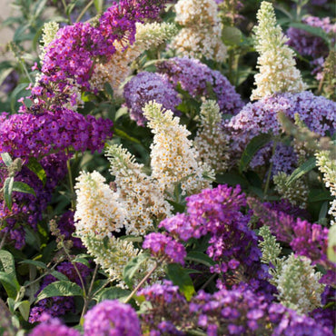 Buddleja - Mix van 6 - Vlinderstruik