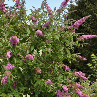 Buddleja - Vlinderstruik - Set van 3 - Roze