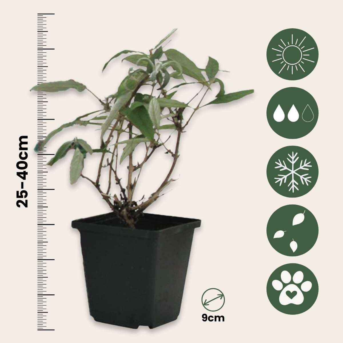 Buddleja - Vlinderstruik - Set van 3 - Roze