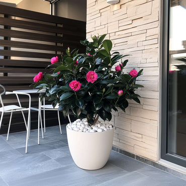 Camellia japonica 'Dr. King' - Set van 2 - Japanse Roos