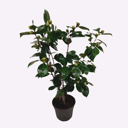Camellia japonica 'Bonomiana' - Japanse roos
