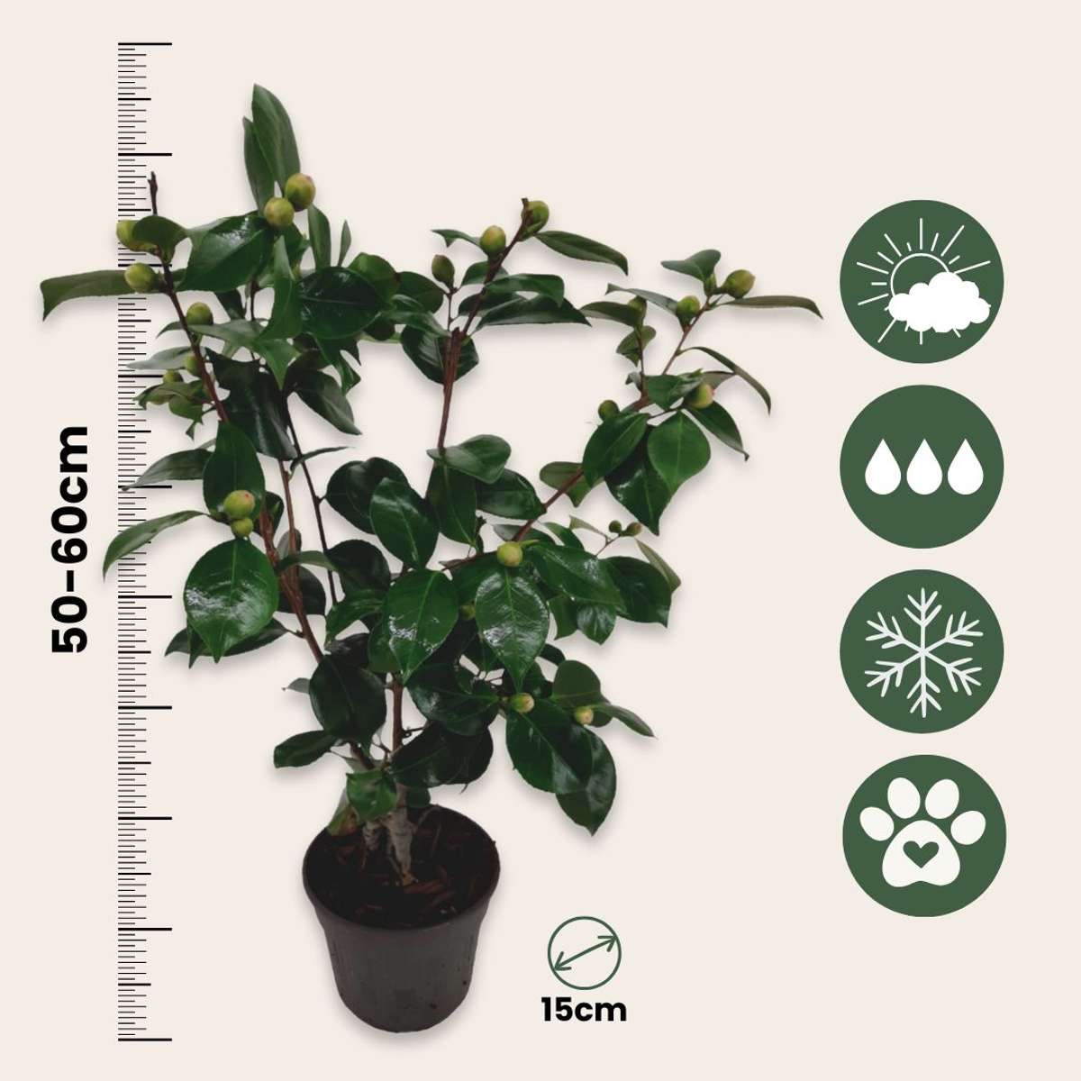 Camellia japonica 'Bonomiana' - Set van 2 - Japanse roos
