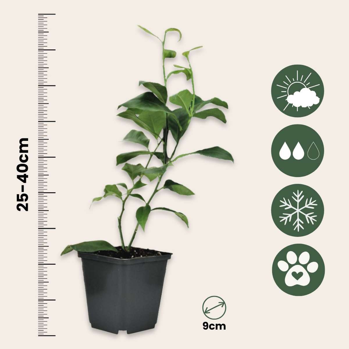 Citrus Mix - Set van 3 - Citroen, Limoen, Sinaasappel