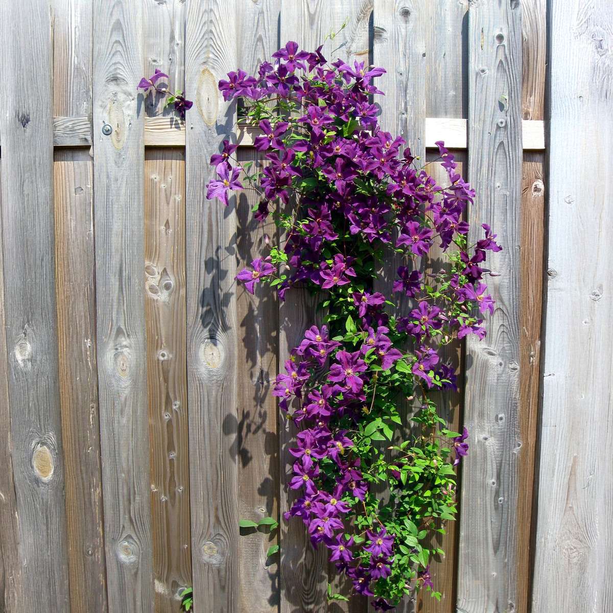 Clematis - Mix van 3