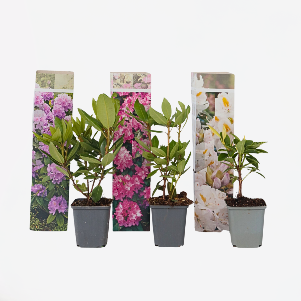 Rhododendron - Mix van 3 - Paars, wit, roze