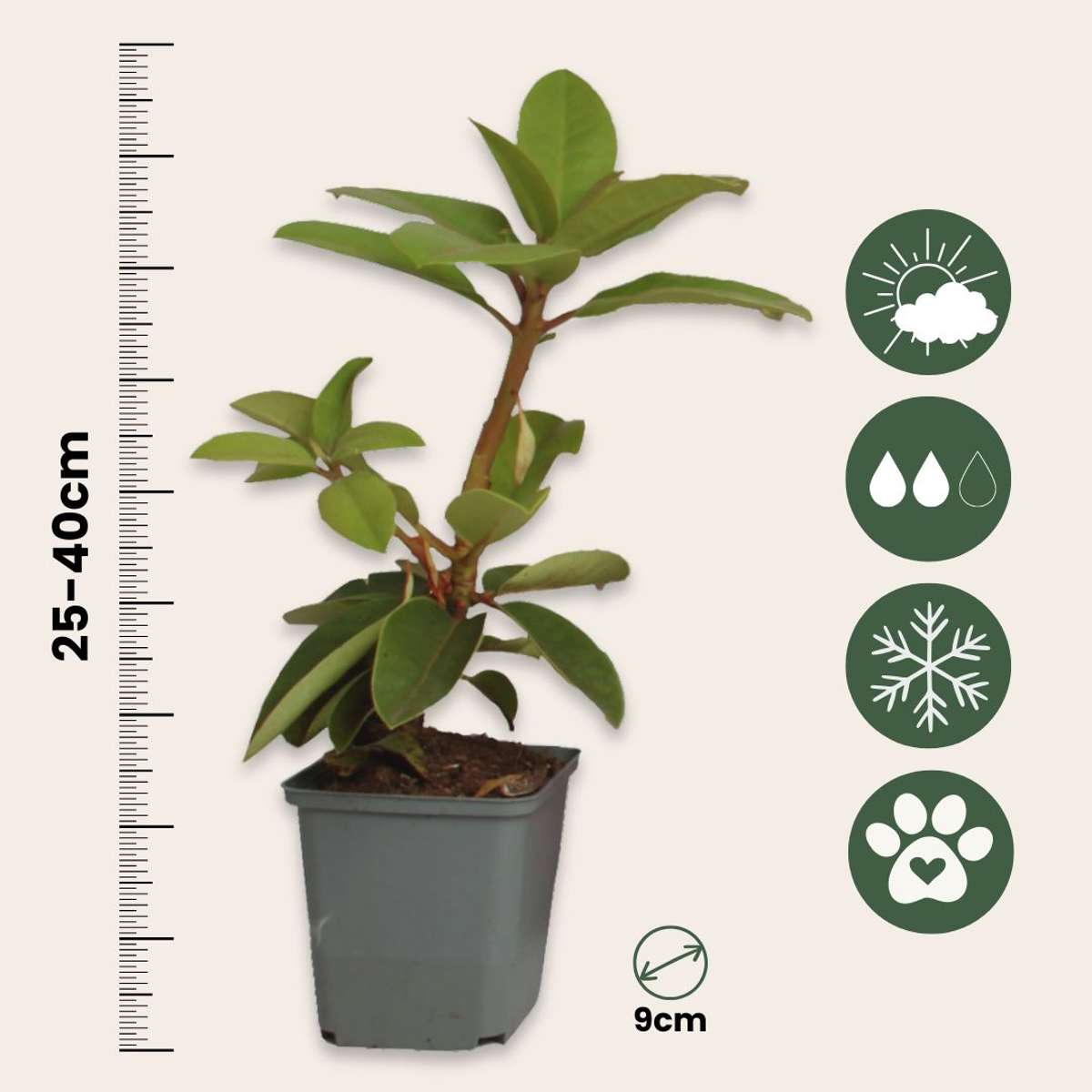 Rhododendron - Mix van 6 - Paars, wit, roze