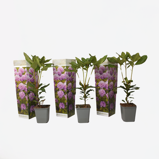 Rhododendron Catawbiense Purple - Set van 3 - Paars