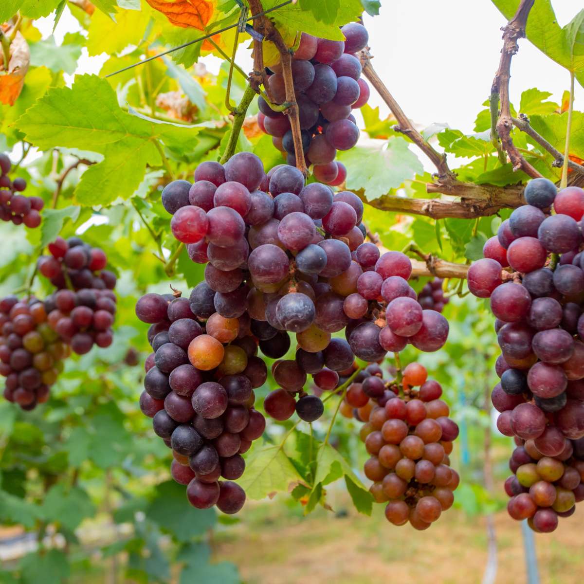 Druivenplanten - Mix van 6 - Vitis Vinifera