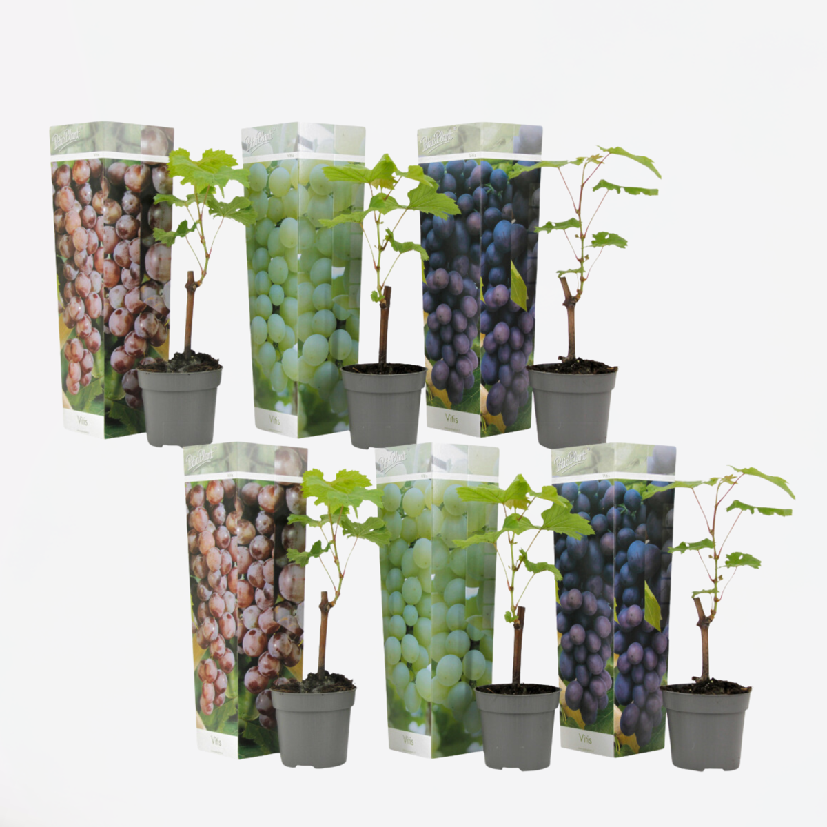 Druivenplanten - Mix van 6 - Vitis Vinifera