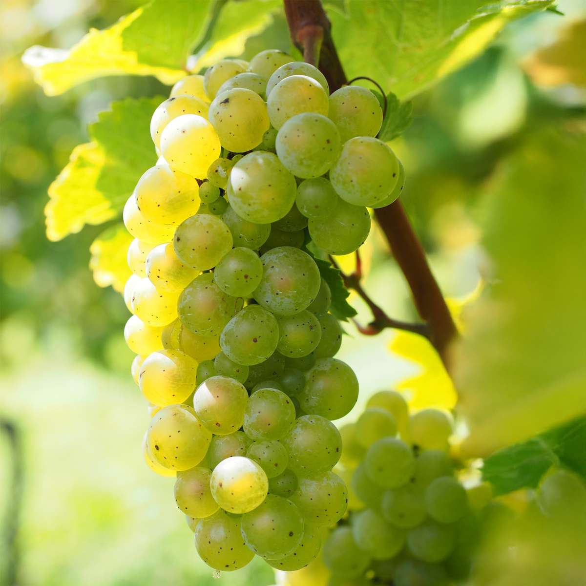 Druivenplanten - Set van 3 - Vitis Vinifera - Wit