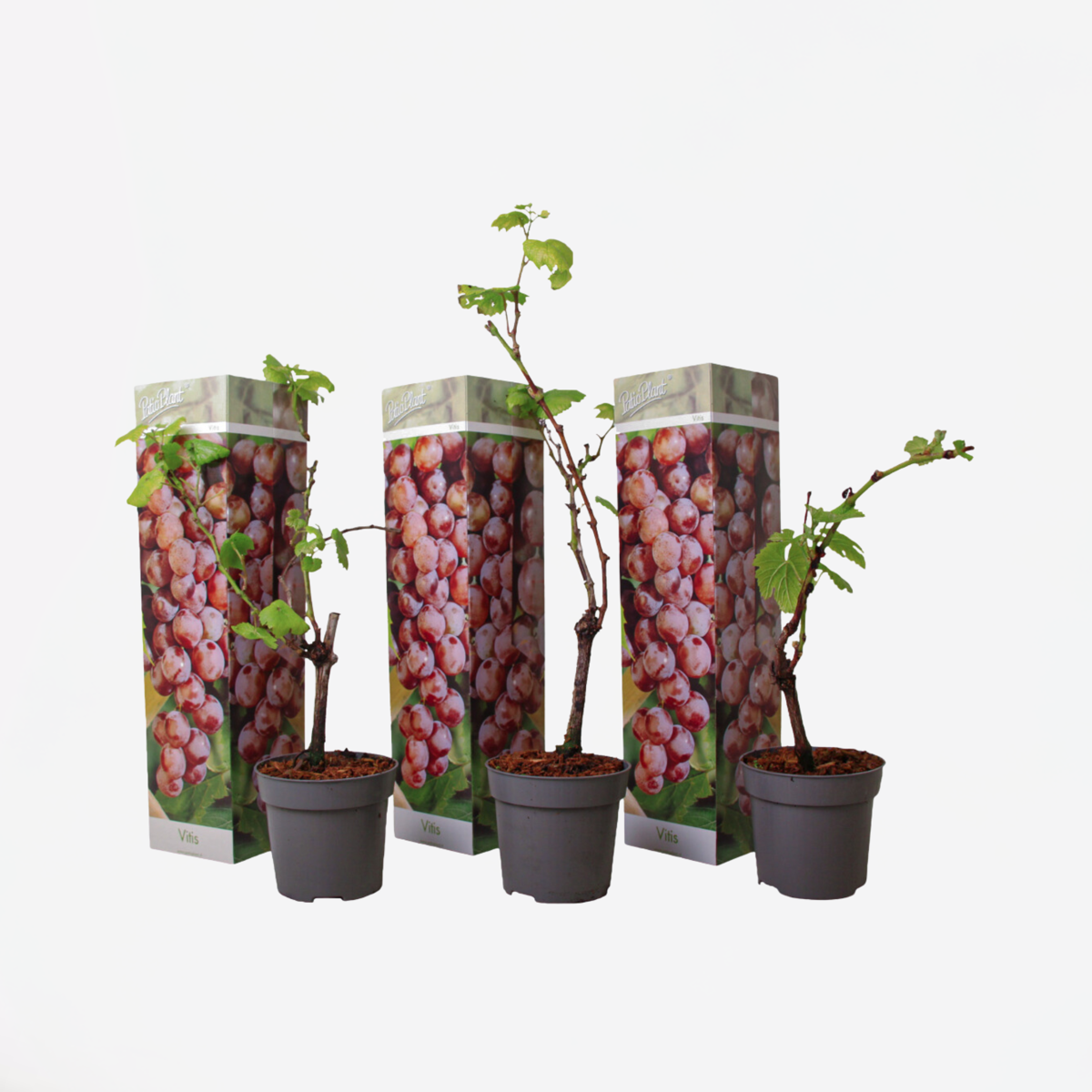 Druivenplanten - Set van 3 - Vitis Vinifera - Rood