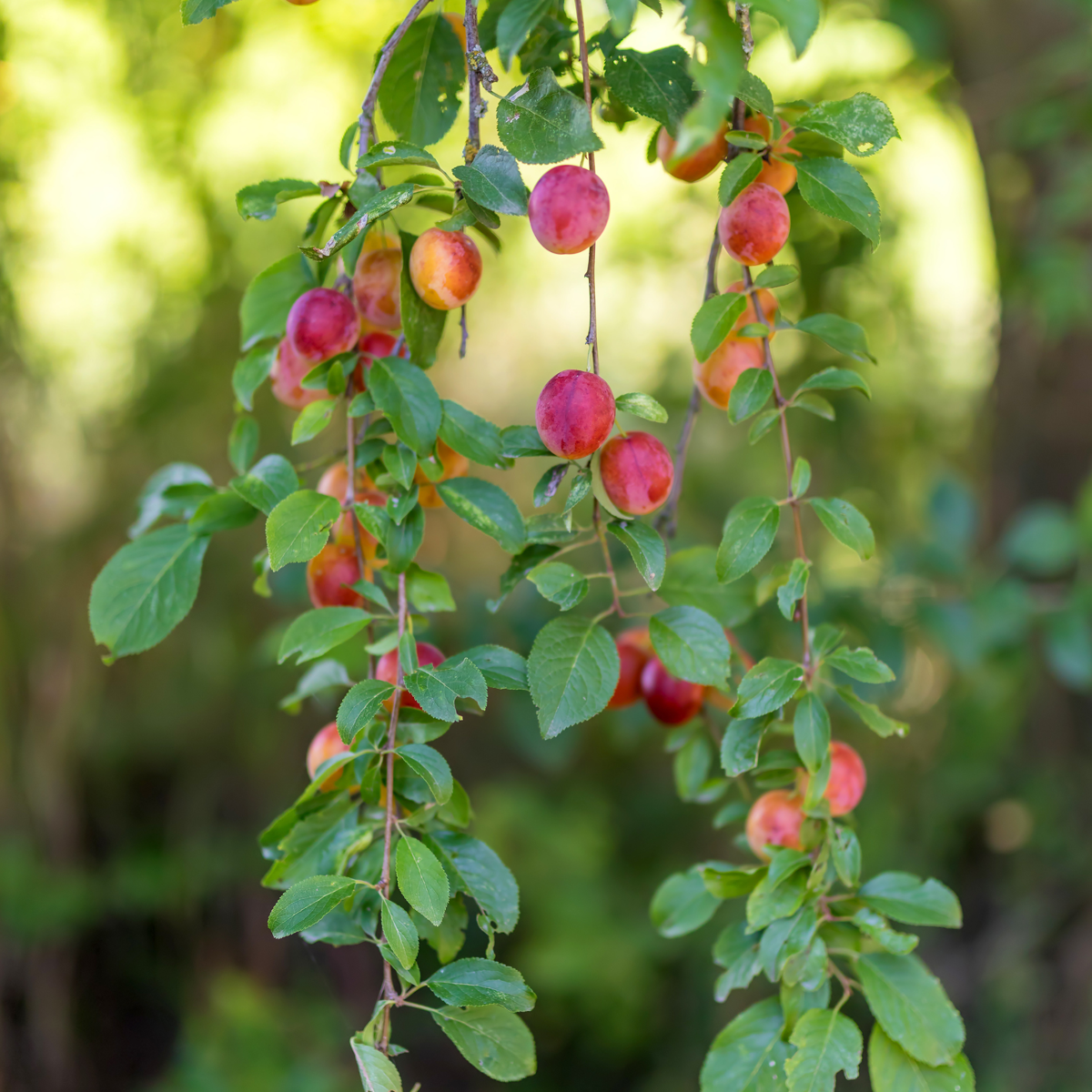 Fruitbomen - Mix van 8 - Prunus - Pyrus - Malus