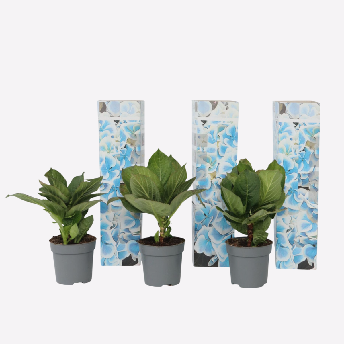 Hydrangea bicolor 'Bavaria' - Blauw - Set van 3