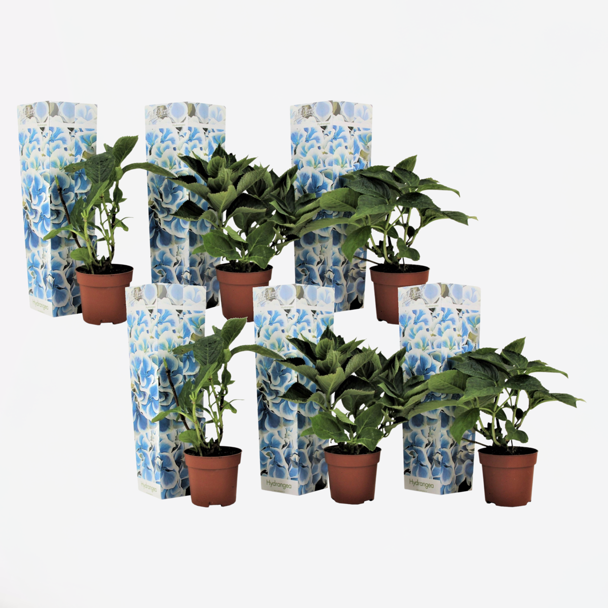 Hydrangea bicolor Bavaria Blauw - Hortensia - Set van 6