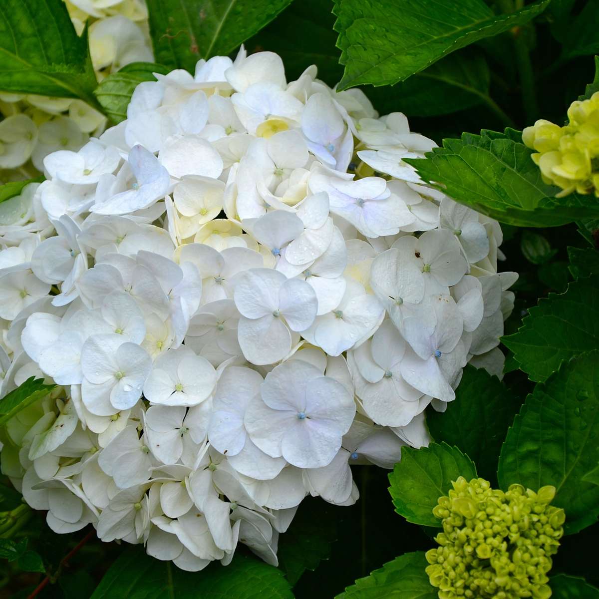 Hydrangea - Wit - Set van 6 - Hortensia