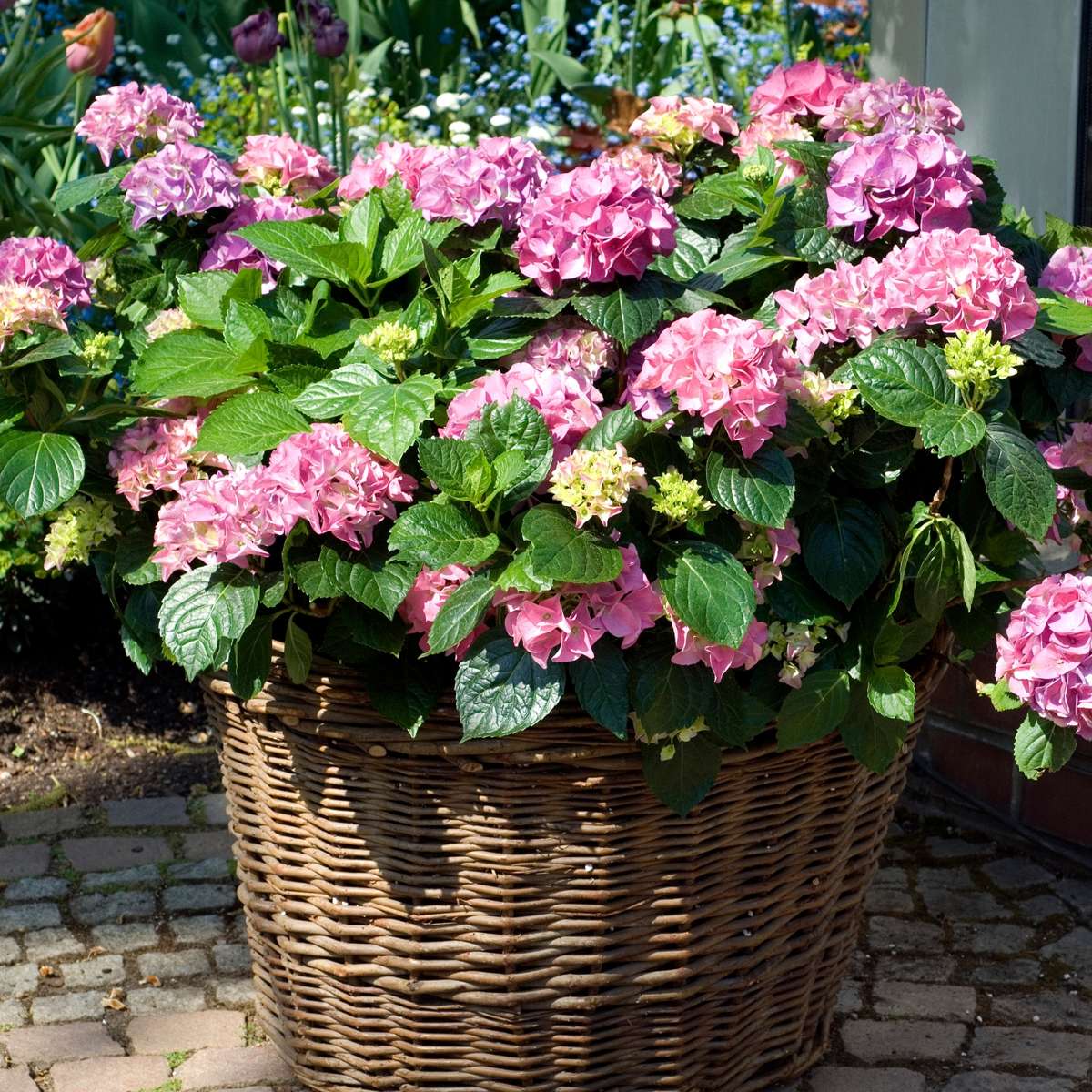 Hydrangea - Roze - Set van 3 - Hortensia