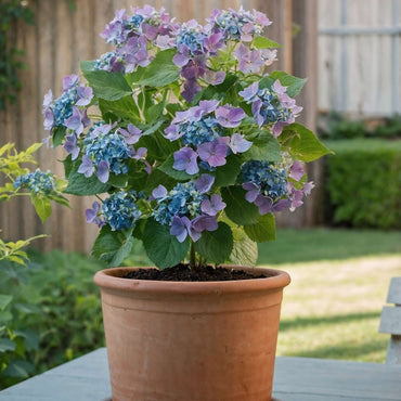 Hortensia 'Teller' - Set van 6 - Blauw - Hydrangea