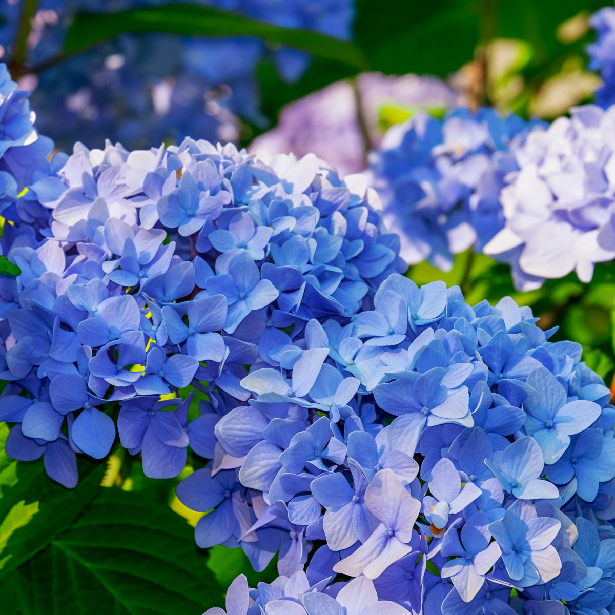 Hortensia 'Teller' - Set van 3 - Blauw - Hydrangea