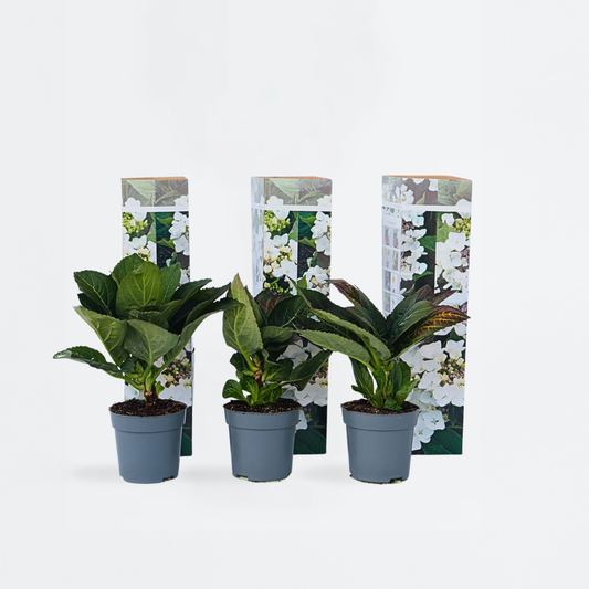 Hortensia 'Teller' - Set van 6 - Wit - Hydrangea