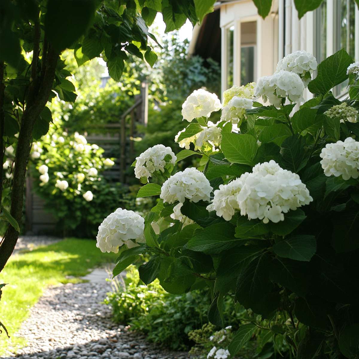 Hortensia 'Teller' - Set van 6 - Wit - Hydrangea