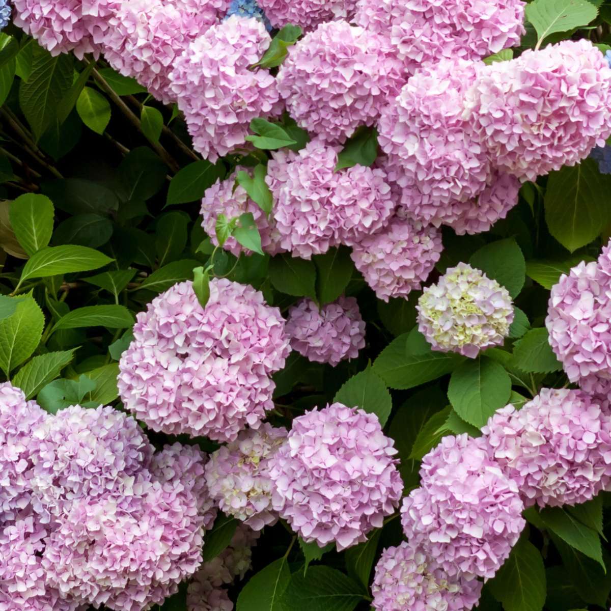 Hydrangea Teller - Mix van 6 - Hortensia