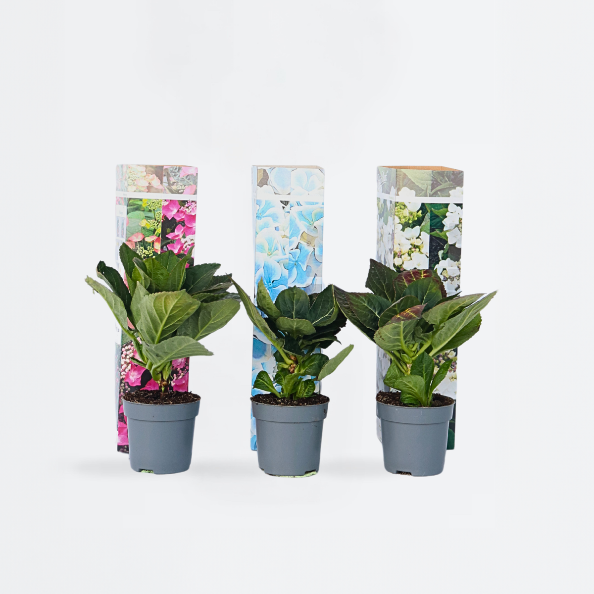 Hydrangea Teller - Mix van 3 - Hortensia