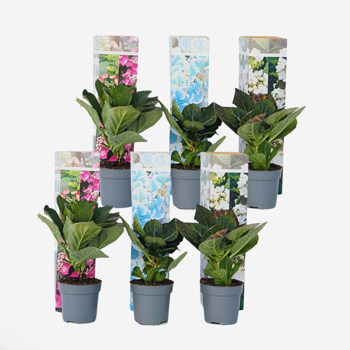 Hydrangea Teller - Mix van 6 - Hortensia