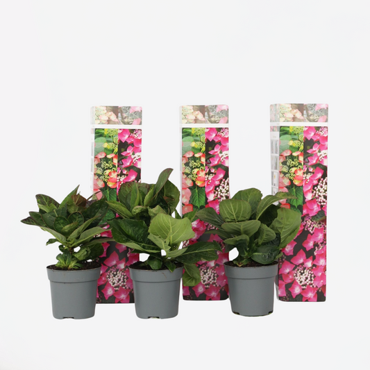Hortensia 'Teller' - Set van 3 - Roze - Hydrangea