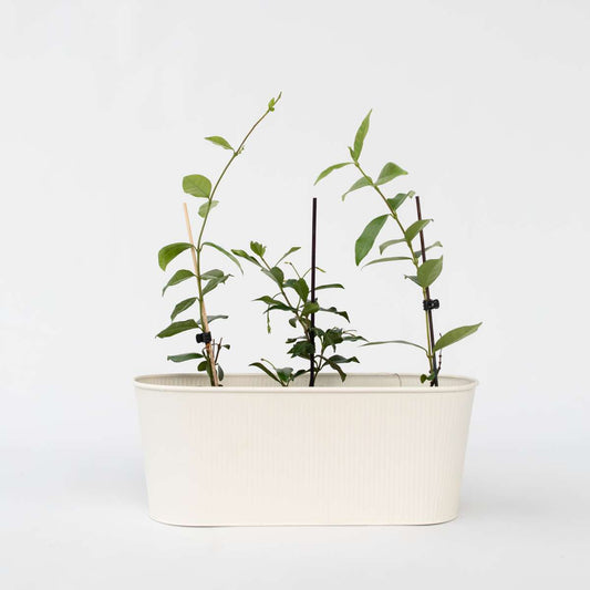 Toscaanse Jasmijn - Set van 6 - Roze