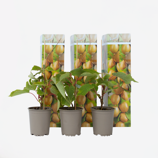 Kiwi Actinidia 'Jenny' - Set van 3 - Kiwiplanten