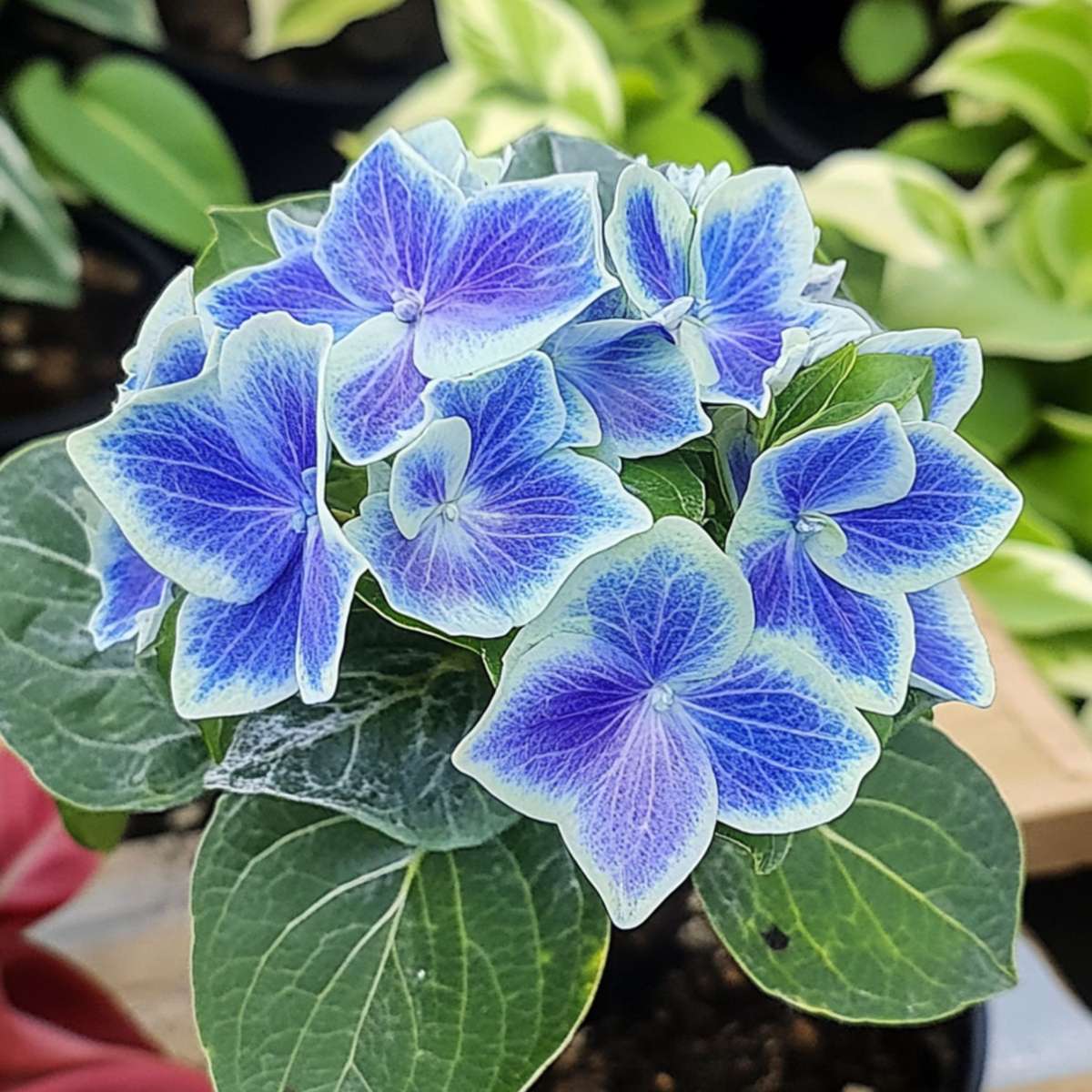 Hydrangea bicolor 'Bavaria' - Blauw - Set van 3