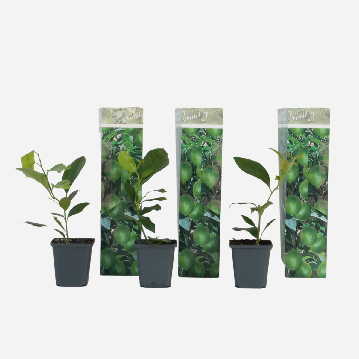 Citrus limon - 3 stuks - Citroenboom