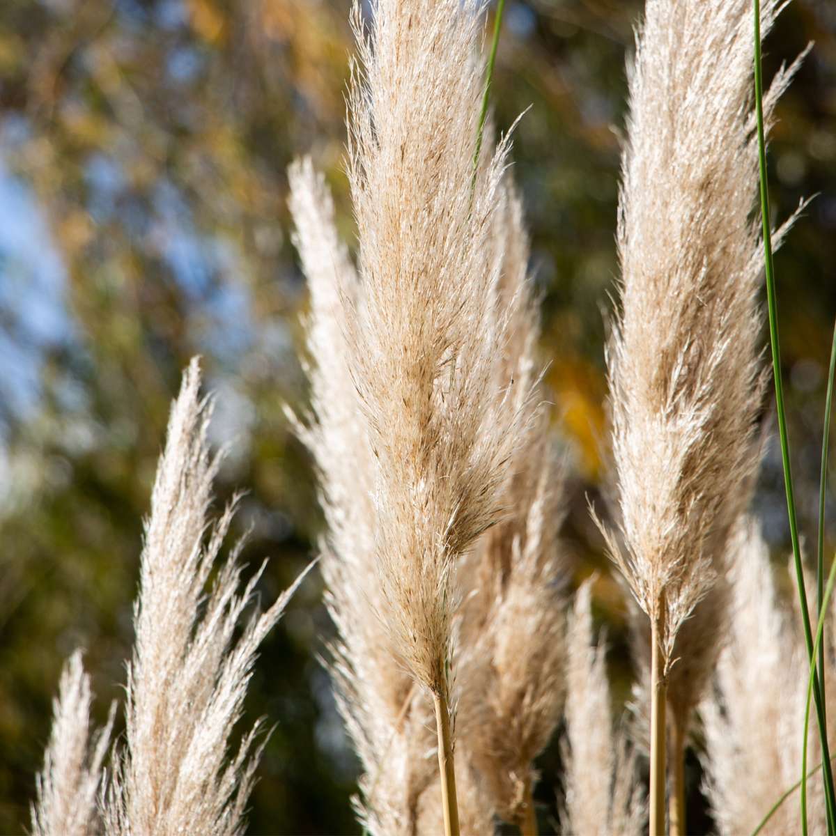 Cortaderia selloana - Set van 3 - Pampasgras - Wit