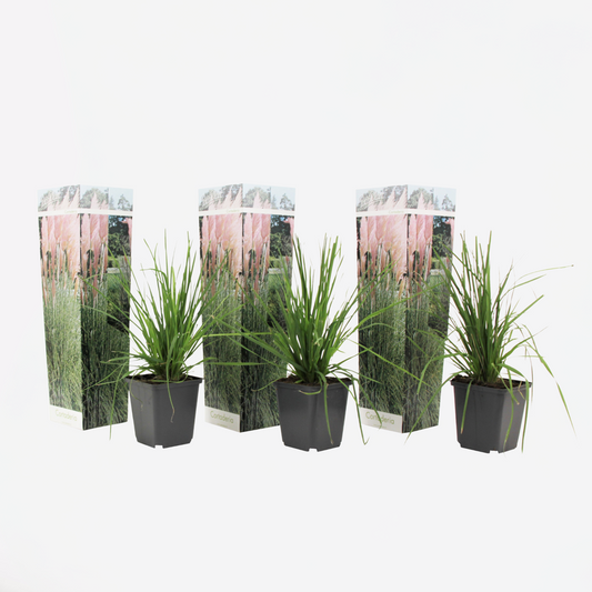 Cortaderia selloana - Set van 3 - Pampasgras - Roze
