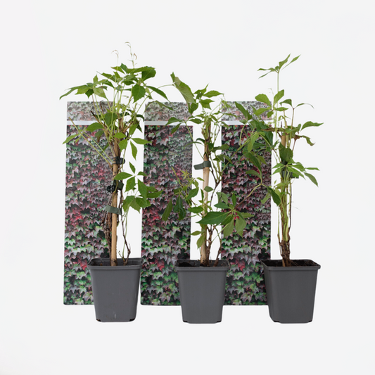 Parthenocissus 'Wilde Wingerd' - Set van 3