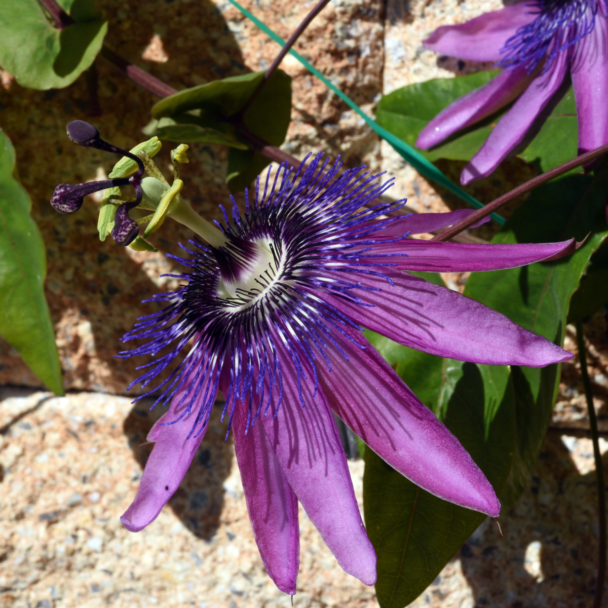 Passiflora - Mix van 3 - Passiebloem