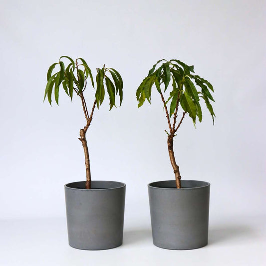 Prunus Bonanza en Saturne - 2 Stuks - Dwergperzik