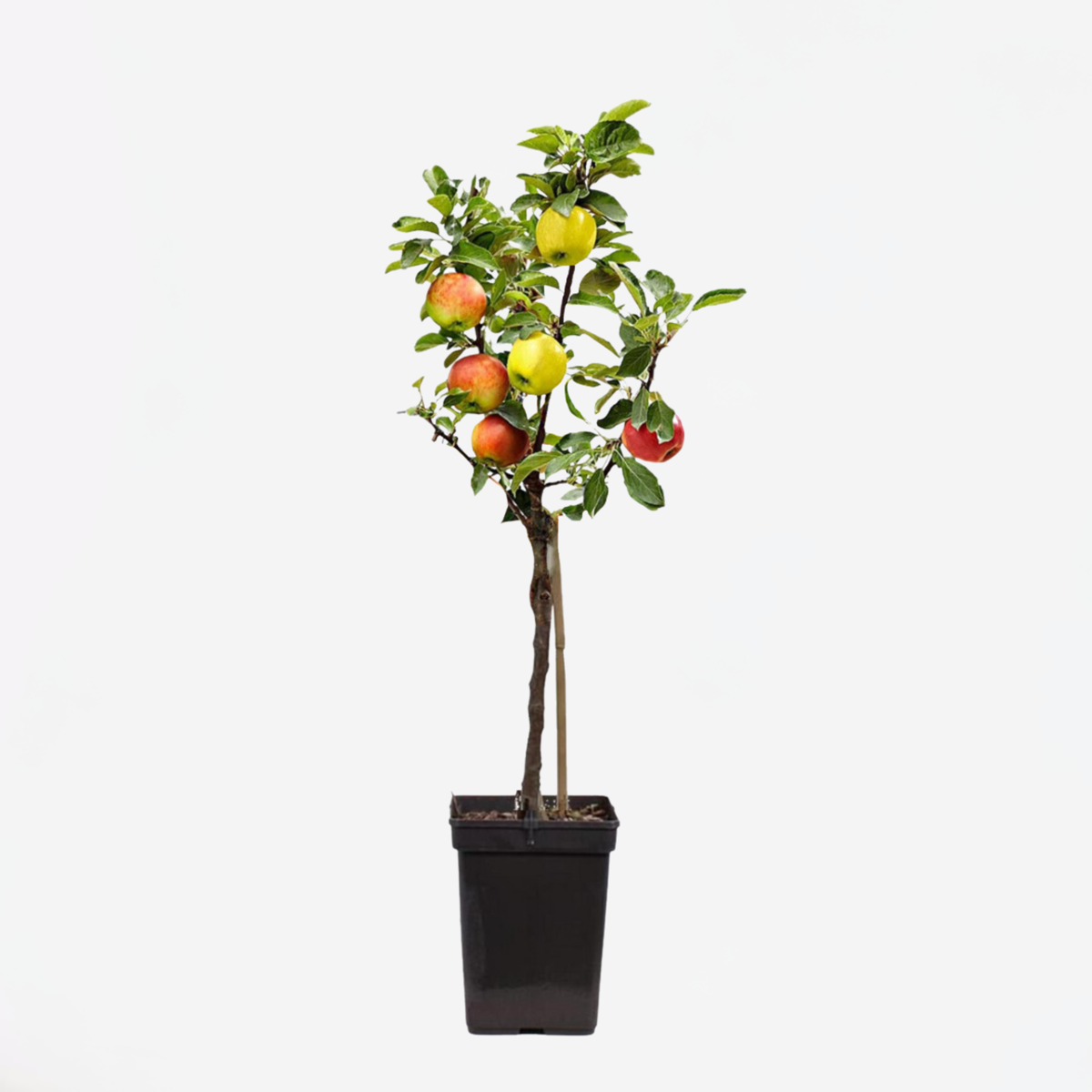 Appelboom 'Trio' - Malus