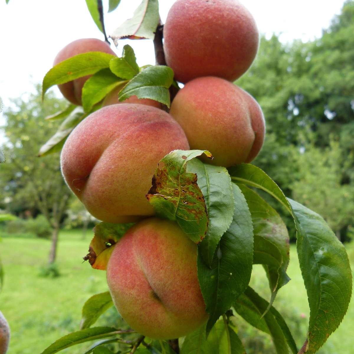 Prunus Persica 'Saturne' - Perzikboom
