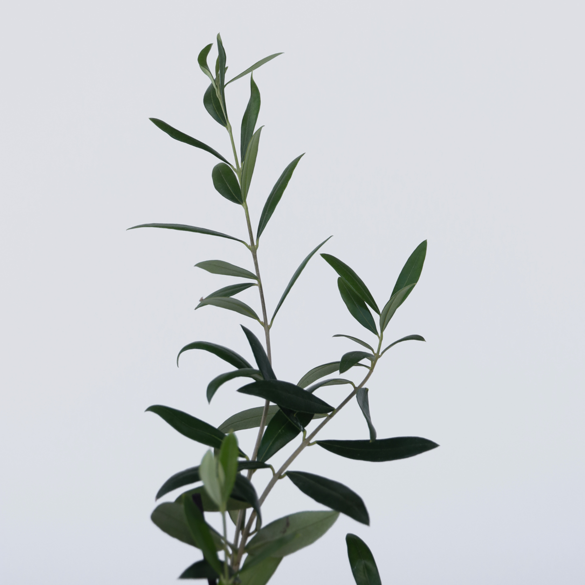 Olea Europaea - 2 stuks - Olijfstruikjes