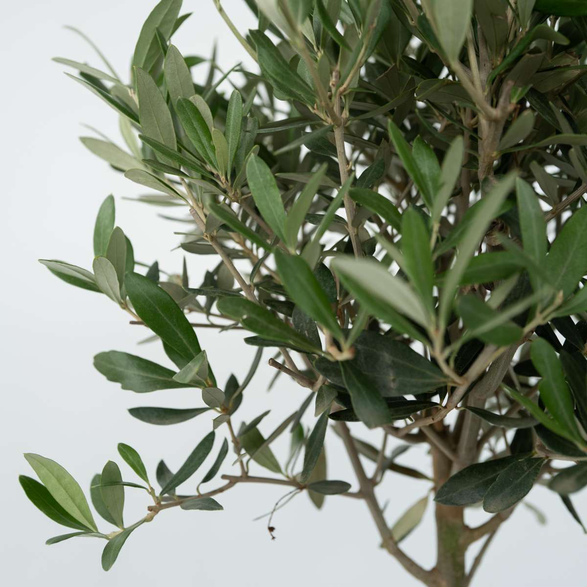 Olea Europaea - 2 stuks - Olijfstruikjes