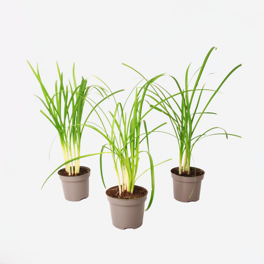 Tulbaghia 'Knobikraut' - Wilde knoflook - Set van 3