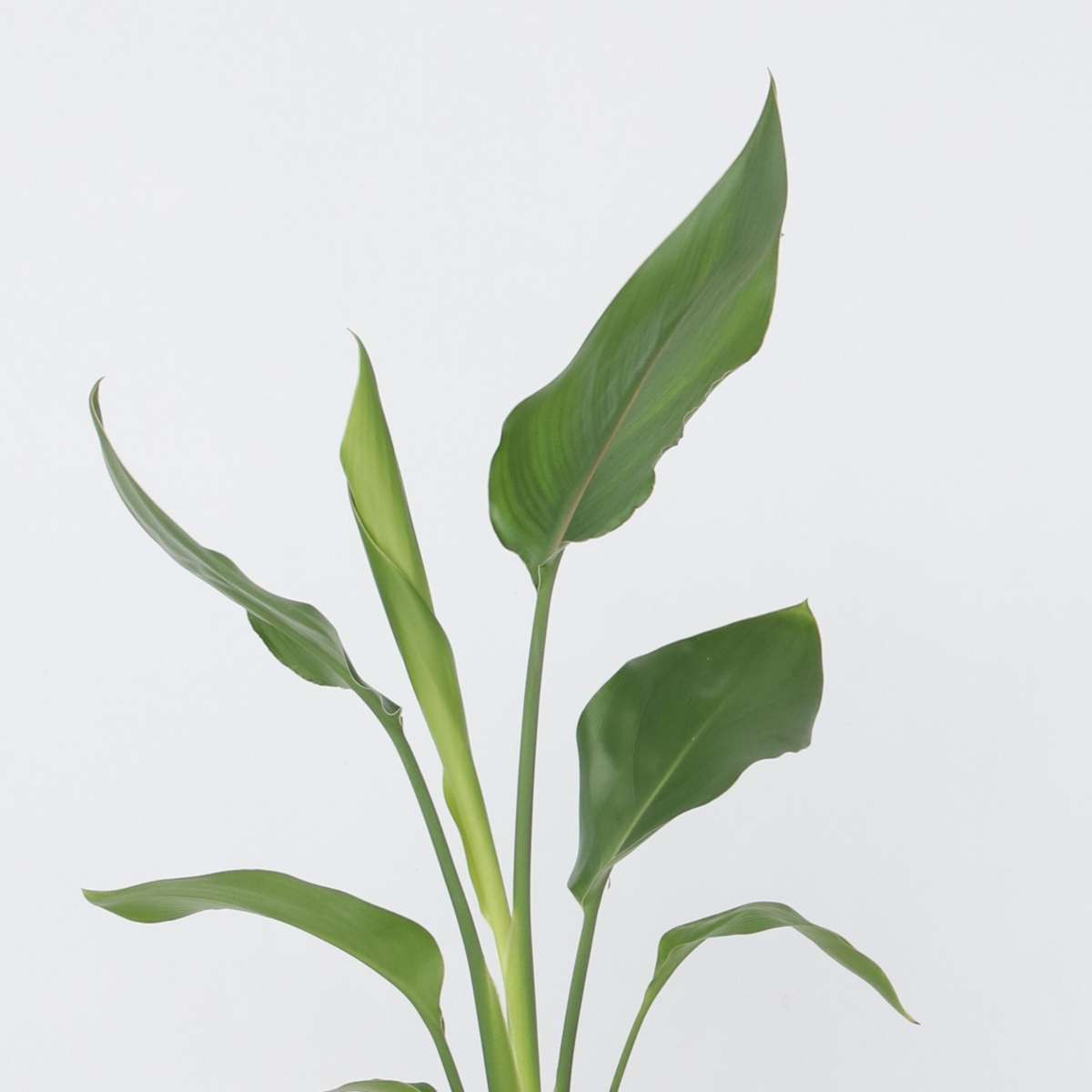 Strelitzia Reginea - Paradijsvogelbloem